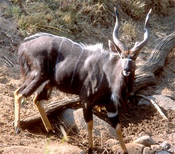 Male nyala (Tragelaphus angasii), Kruger National Park, South Africa