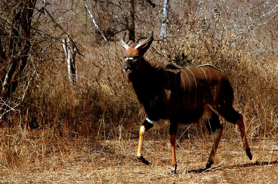 ♂ Tragelaphus angasii

 Nyala