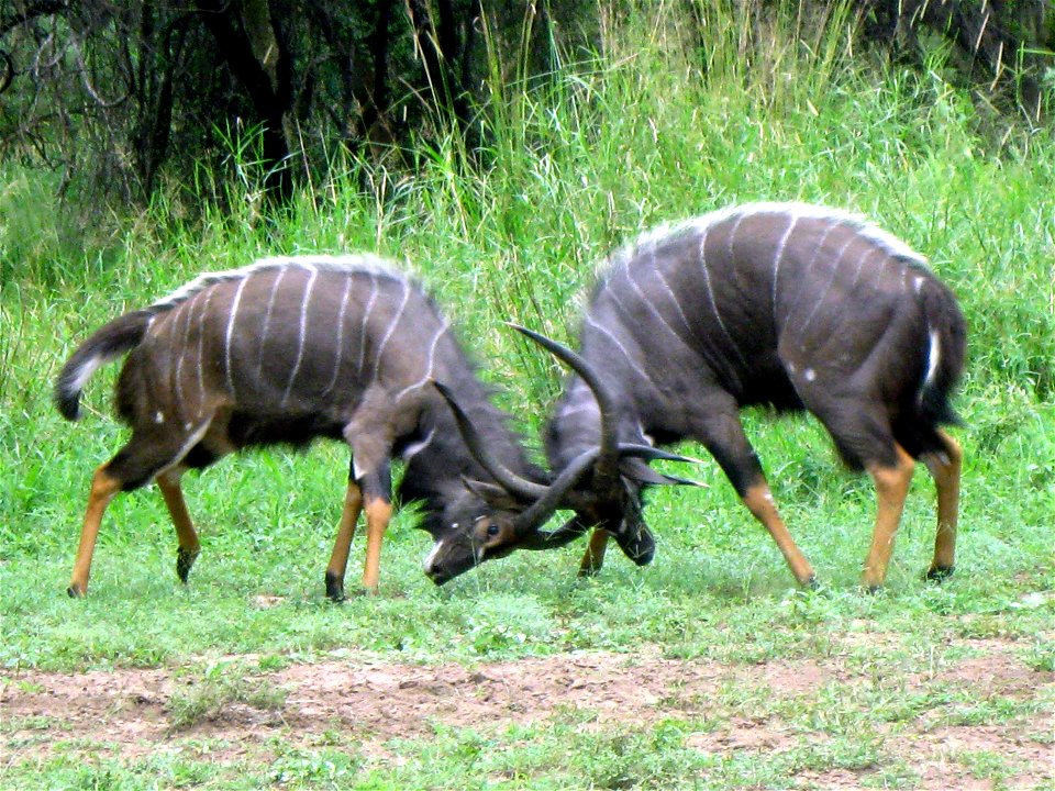 Fighting Nyalas in rut. Malawi.