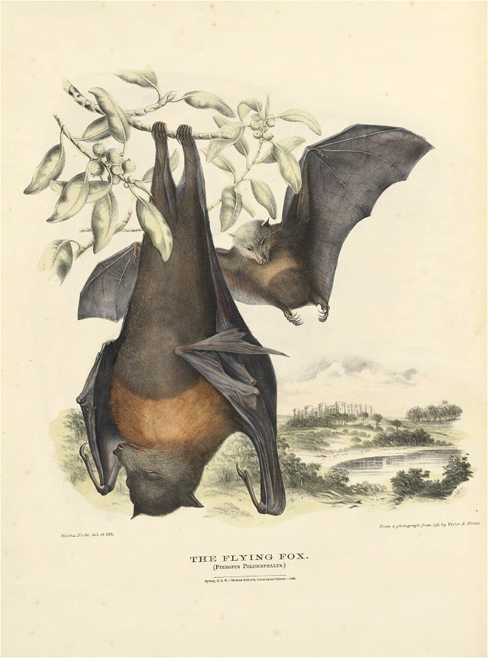 in The Mammals of Australia