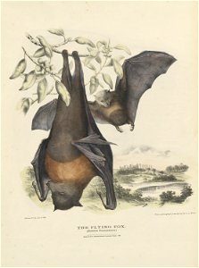 in The Mammals of Australia