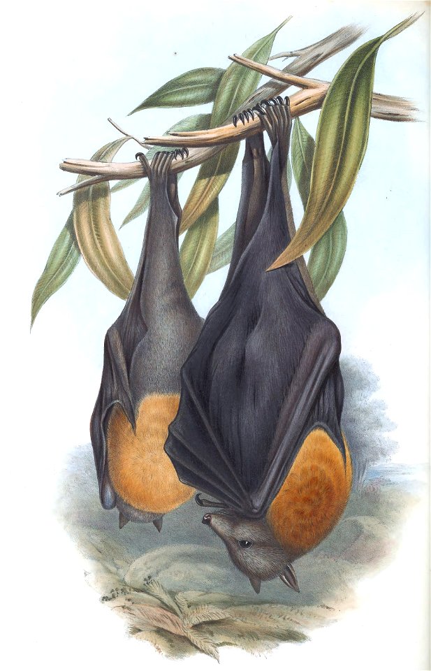 Plate in Gould's Mammals of Australia volume 3. The title is the caption in that work, and may be a synonym. The file was uploaded with the current name in the category, a crop and other adjustments w