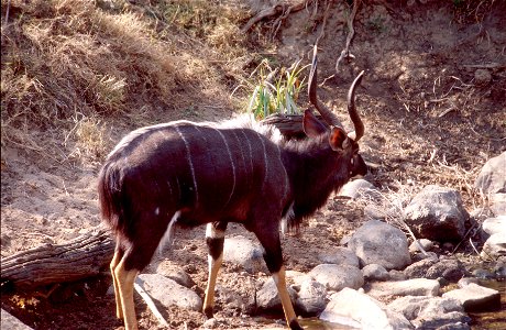 Male nyala drinking from stream in Kruger Park, South Africa