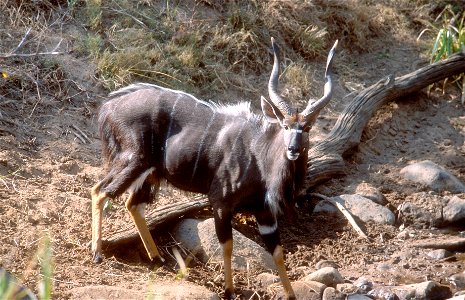 Male nyala in Kruger Park, South Africa photo