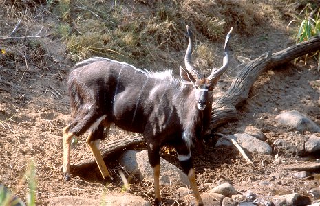 Male nyala in Kruger Park, South Africa