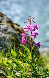 Nature summer plant
