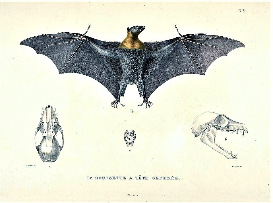 Pteropus poliocephalus
