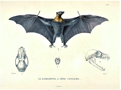 Pteropus poliocephalus
