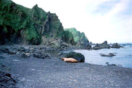 Image title: Alone walrus on beach laying Image from Public domain images website, http://www.public-domain-image.com/full-image/fauna-animals-public-domain-images-pictures/walrus-public-domain-images photo