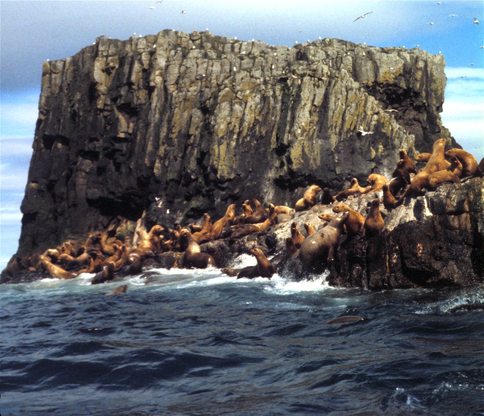 Aiugunak Pinnacles, Steller Sea lions photo