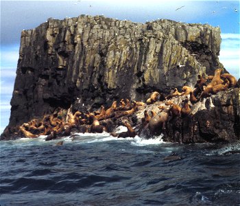 Aiugunak Pinnacles, Steller Sea lions photo