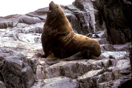 Adult male Northern Fur Seal photo