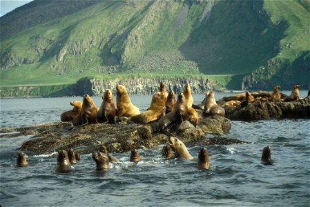 Amak Island, Steller's Sea Lion haul out [1] photo