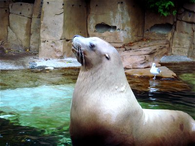 Steller sea lion in zoo.