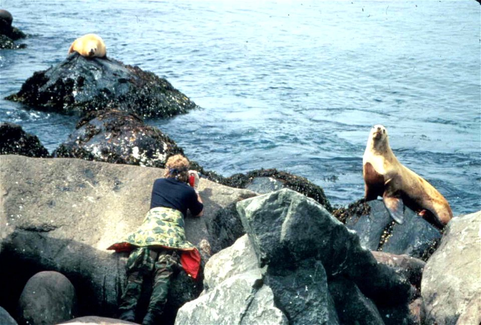 Image title: Female photographer taking photo of sea lion
Image from Public domain images website, http://www.public-domain-image.com/full-image/people-public-domain-images-pictures/female-women-publi