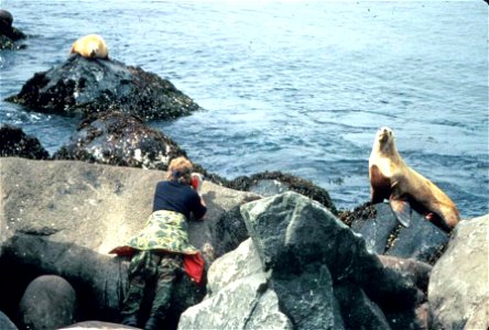Image title: Female photographer taking photo of sea lion Image from Public domain images website, http://www.public-domain-image.com/full-image/people-public-domain-images-pictures/female-women-publi photo