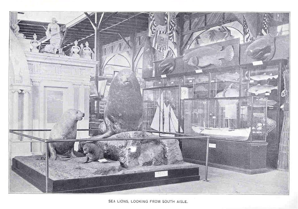 Sea Lions, Looking from South Aisle
Subject: Cotton States and International Exposition (1895 : Atlanta, Georgia), Sea lions
Geographic Subject: United States--Georgia--Atlanta
Tag: Expositions