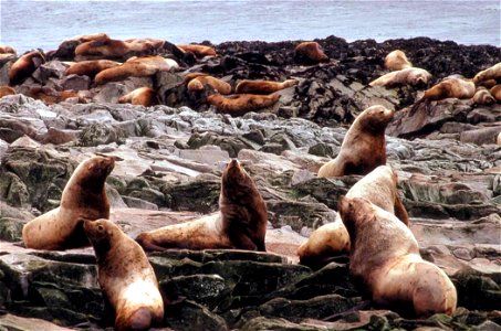 Image title: Group of steller sea lions near sea coast Image from Public domain images website, http://www.public-domain-image.com/full-image/fauna-animals-public-domain-images-pictures/seals-and-sea- photo