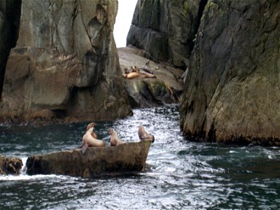 Sea Lions at the Chiswell Islands National Wildlife Refuge.Alaska South Central.