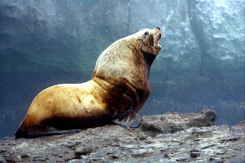 Male sea lion barking. Credit: USFWS