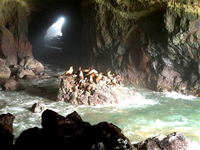Sea Lion Cave near Yahachts, Oregon, USA. photo