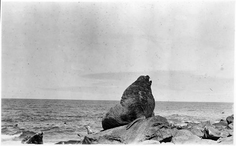 Sea Lion Bull (Steller's) North east point, St. Paul Island photo