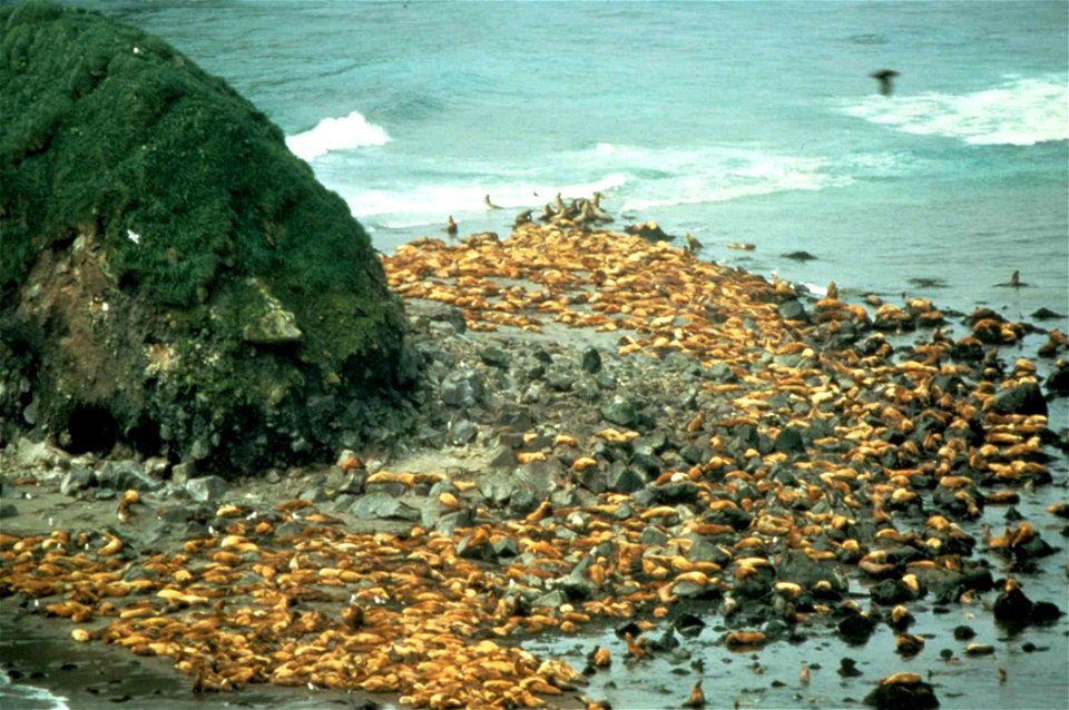 Image title: Sea lions eumetopias jubatus Image from Public domain images website, http://www.public-domain-image.com/full-image/fauna-animals-public-domain-images-pictures/seals-and-sea-lions-public- photo