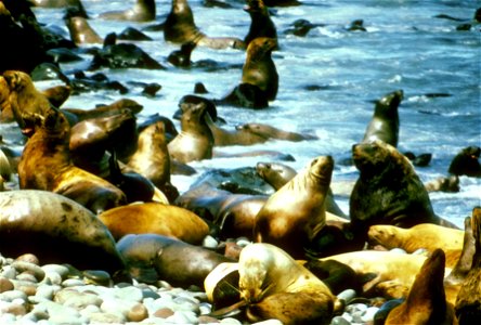 Image title: Sea lions on coast near water eumetopias jubatus
Image from Public domain images website, http://www.public-domain-image.com/full-image/fauna-animals-public-domain-images-pictures/seals-a