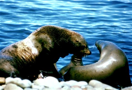 Image title: Sea lions pair male and female marine mammals Image from Public domain images website, http://www.public-domain-image.com/full-image/fauna-animals-public-domain-images-pictures/seals-and- photo