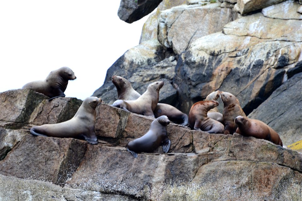 Stellar sea lions on No Name Island, Kenai Fjords National Park