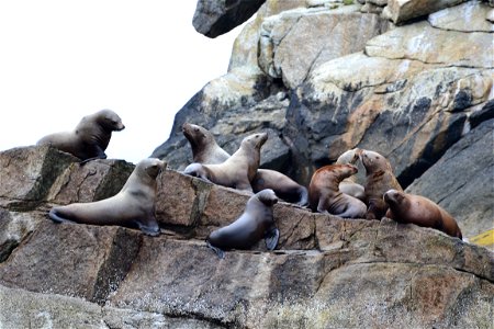 Stellar sea lions on No Name Island, Kenai Fjords National Park photo