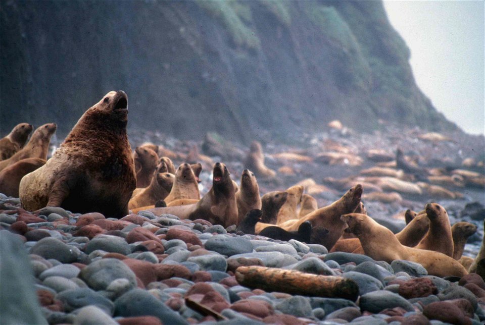 Image title: Stellar sea lions eumetopias jubatus marine mammals Image from Public domain images website, http://www.public-domain-image.com/full-image/fauna-animals-public-domain-images-pictures/seal photo