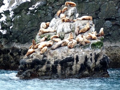 Sea lions in Kenai Fjords National Park photo