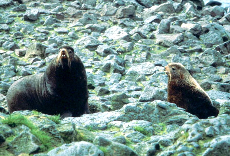 Image title: Steller sea lion bull with young eumetopias jubatus
Image from Public domain images website, http://www.public-domain-image.com/full-image/fauna-animals-public-domain-images-pictures/seal