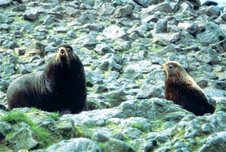Image title: Steller sea lion bull with young eumetopias jubatus Image from Public domain images website, http://www.public-domain-image.com/full-image/fauna-animals-public-domain-images-pictures/seal photo