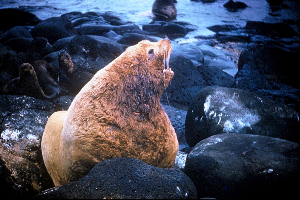 Image title: Steller sea lion bull marine mammal eumetopias jubatus
Image from Public domain images website, http://www.public-domain-image.com/full-image/fauna-animals-public-domain-images-pictures/s