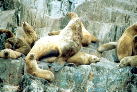 Image title: Steller sea lion eumetopias jubatus Image from Public domain images website, http://www.public-domain-image.com/full-image/fauna-animals-public-domain-images-pictures/seals-and-sea-lions- photo