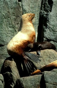 Image title: Steller sea lion female and pup eumetopias jubatus Image from Public domain images website, http://www.public-domain-image.com/full-image/fauna-animals-public-domain-images-pictures/seals photo
