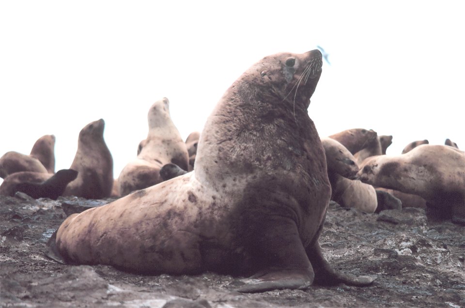 Steller sea lion bull