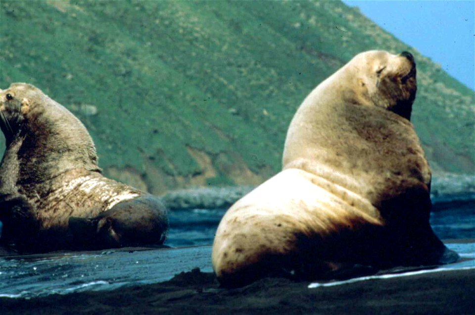 Image title: Steller sea lion male bull animal eumetopias jubatus
Image from Public domain images website, http://www.public-domain-image.com/full-image/fauna-animals-public-domain-images-pictures/sea