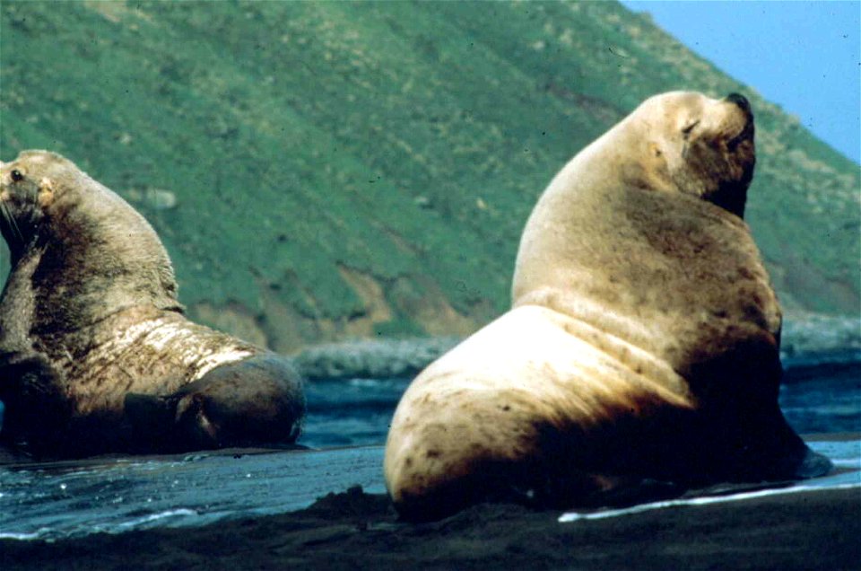 Image title: Steller sea lion male bull animal eumetopias jubatus Image from Public domain images website, http://www.public-domain-image.com/full-image/fauna-animals-public-domain-images-pictures/sea photo