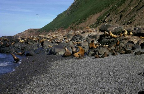 Image title: Steller sea lions animals eumetopias jubatus Image from Public domain images website, http://www.public-domain-image.com/full-image/fauna-animals-public-domain-images-pictures/seals-and-s photo