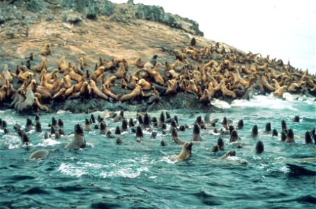 Image title: Steller sea lions in water and on coast eumetopias jubatus Image from Public domain images website, http://www.public-domain-image.com/full-image/fauna-animals-public-domain-images-pictur photo