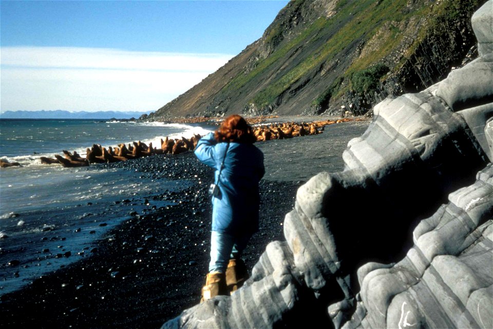 Image title: Steller sea lions being photographed
Image from Public domain images website, http://www.public-domain-image.com/full-image/fauna-animals-public-domain-images-pictures/seals-and-sea-lions