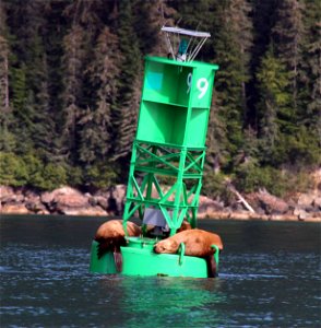 Image title: Steller sea lions laze around on a buoy Image from Public domain images website, http://www.public-domain-image.com/full-image/fauna-animals-public-domain-images-pictures/seals-and-sea-li photo