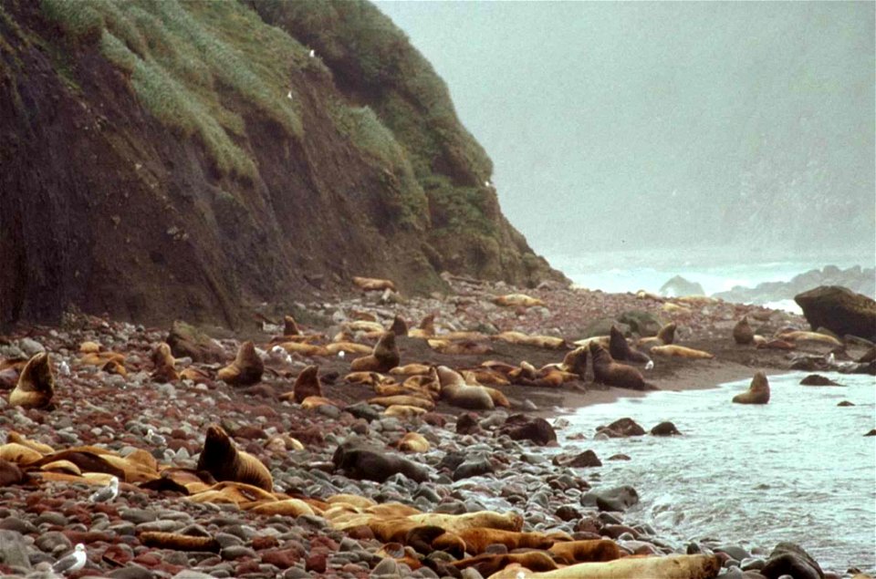 Image title: Steller sea lions mammals
Image from Public domain images website, http://www.public-domain-image.com/full-image/fauna-animals-public-domain-images-pictures/seals-and-sea-lions-public-dom