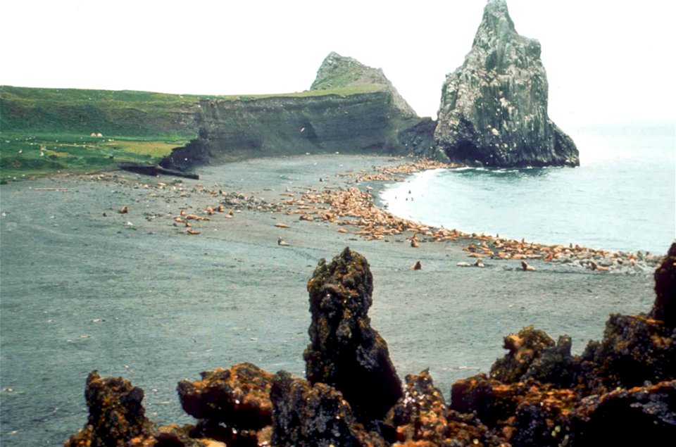 Image title: Steller sea lions marine mammals eumetopias jubatus
Image from Public domain images website, http://www.public-domain-image.com/full-image/fauna-animals-public-domain-images-pictures/seal
