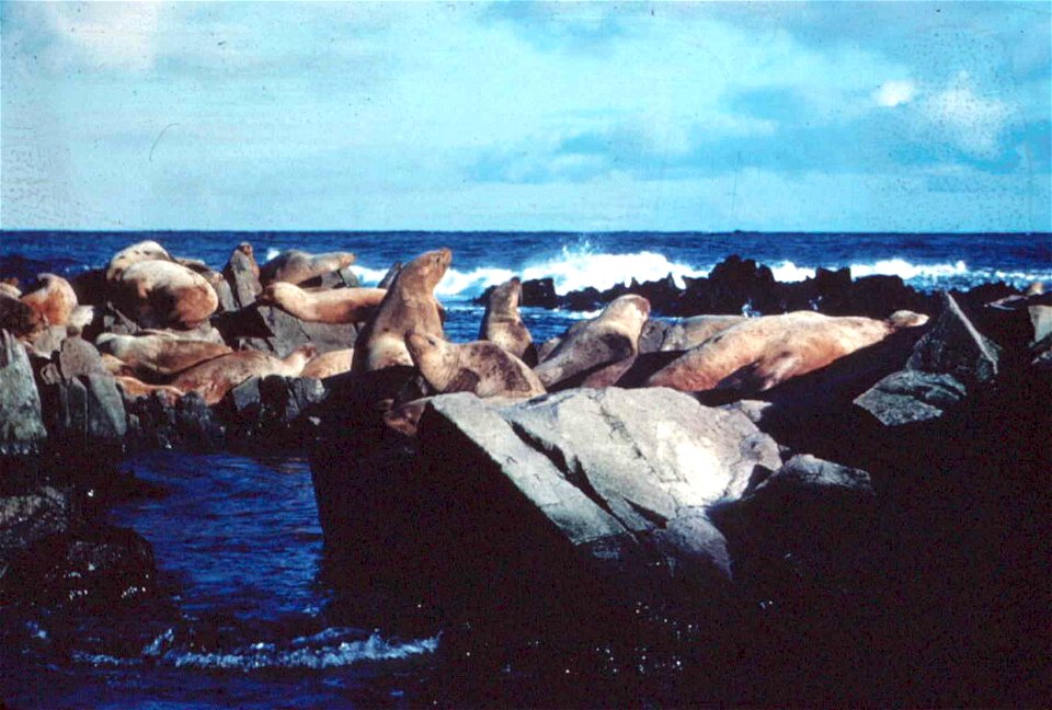 Image title: Steller sea lions marine mammals on rocks eumetopias jubatus
Image from Public domain images website, http://www.public-domain-image.com/full-image/fauna-animals-public-domain-images-pict