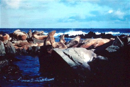 Image title: Steller sea lions marine mammals on rocks eumetopias jubatus Image from Public domain images website, http://www.public-domain-image.com/full-image/fauna-animals-public-domain-images-pict photo
