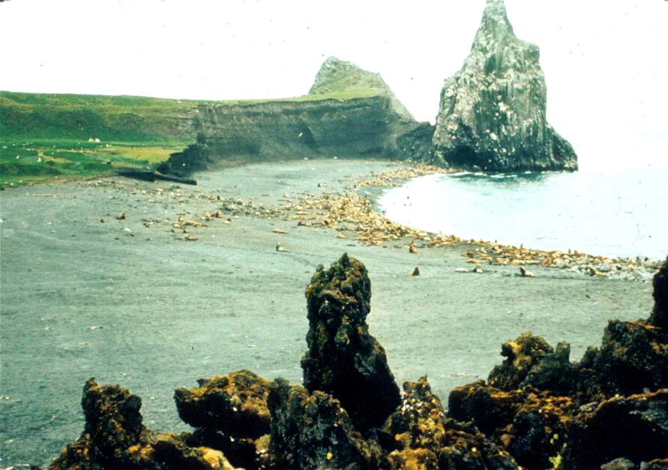 Image title: Steller sea lions on coast eumetopias jubatus
Image from Public domain images website, http://www.public-domain-image.com/full-image/fauna-animals-public-domain-images-pictures/seals-and-